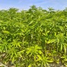 Plants de chanvre textile en Normandie