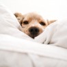 Chien couché sur une taie en chanvre blanc